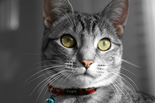 Rogz Reflective Nylon Cat Collar with Breakaway Clip and Removable Bell, fully adjustable to fit most breeds, Red