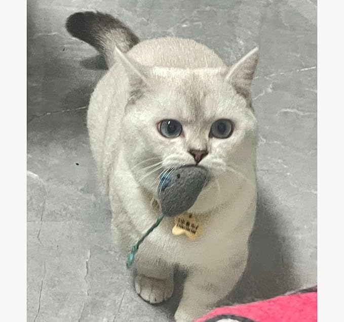 8 Pcs Plush Catnip Mice Toys with Catnip Bag- Interactive Cat Toys for Indoor Cats, Durable Stress Relief Eco-Friendly Small Mouse Chew Playthings(Color Random)