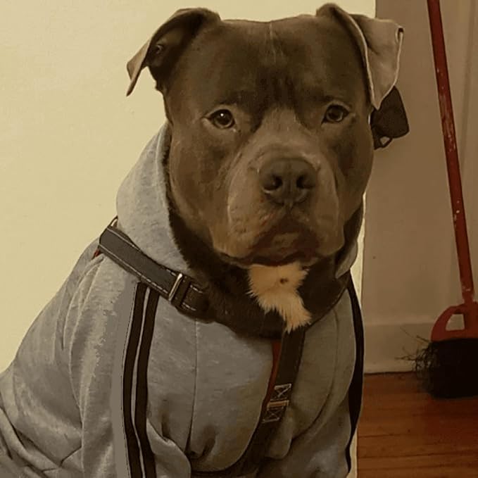 Cute Dog Hoodie Sweater Tracksuit Coat Jacket Winter Pajamas Jumpsuit Clothes Clothing 4-Legs Grey for Cat Puppy Small Medium Big All Type Dogs (4X-Large)