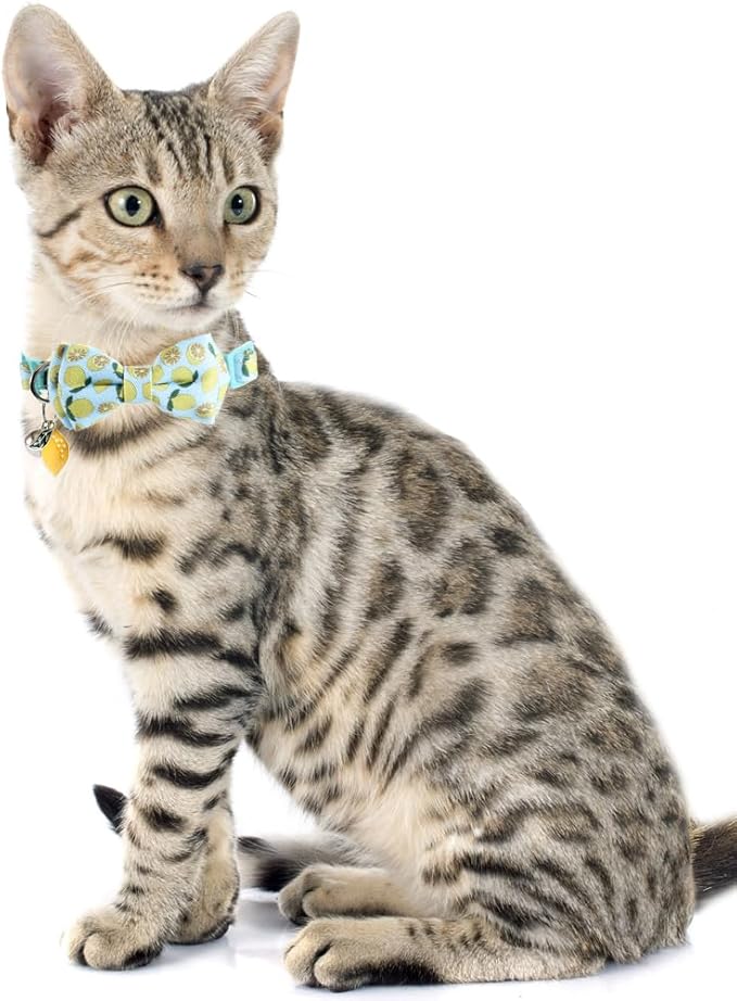 Cat Collar Breakaway with Cute Bow Tie and Bell Fruits Accessories for Kitty Adjustable Safety