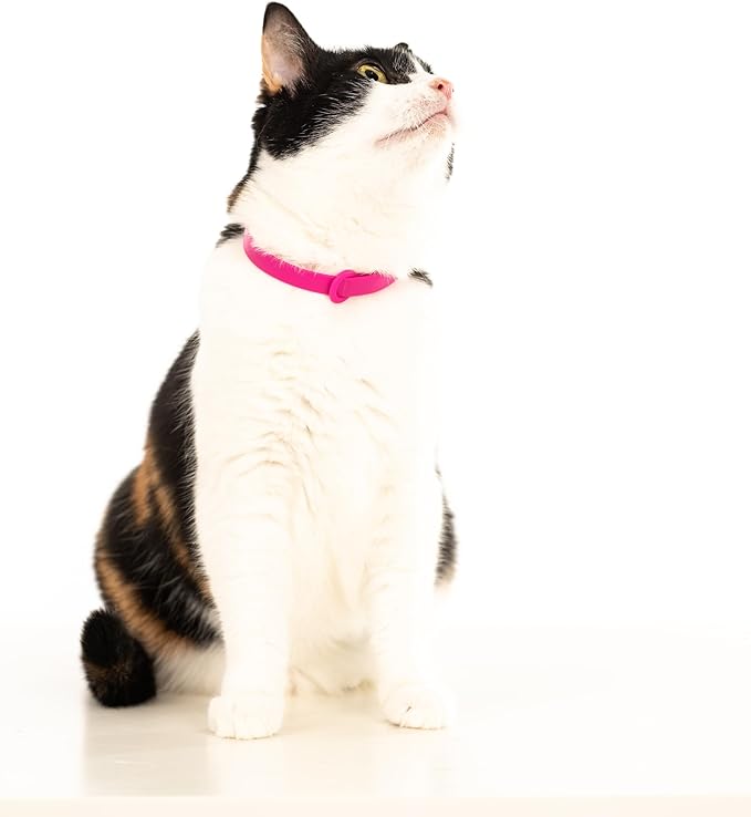 Nuvuq Cat Collar 2 Pack - Soft, Comfortable, and Lightweight Safety Breakaway Collar with Name Tag Ring for Outdoor Cats and Sensitive Skin Kittens (6 ⅞" to 10 ¼", Pink)