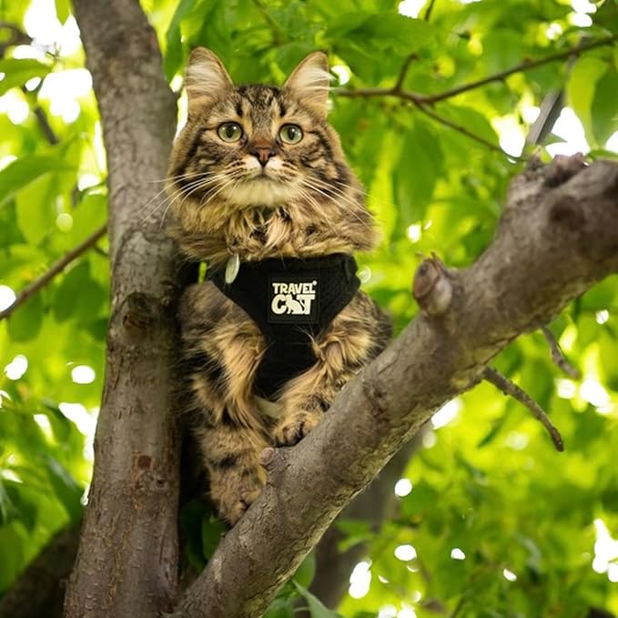 Travel Cat Harness and Leash Set - Adjustable Fit Mesh Cat Harness and Reflective Strap - Comfort Walking Vest for Kitten for Outdoor Walking, Hiking (Small, Black)