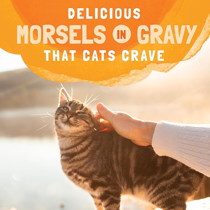 Natural Balance Original Ultra Platefulls Indoor Adult Grain Free Wet Cat Food, Duck, Chicken & Pumpkin Recipe, 3 Ounce Pouch (Pack of 24)