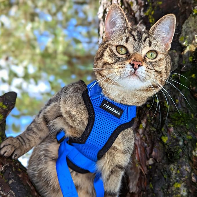 rabbitgoo Cat Harness and Leash for Walking, Escape Proof Soft Adjustable Vest Harnesses for Cats, Easy Control Breathable Reflective Strips Jacket, Navy Blue, M