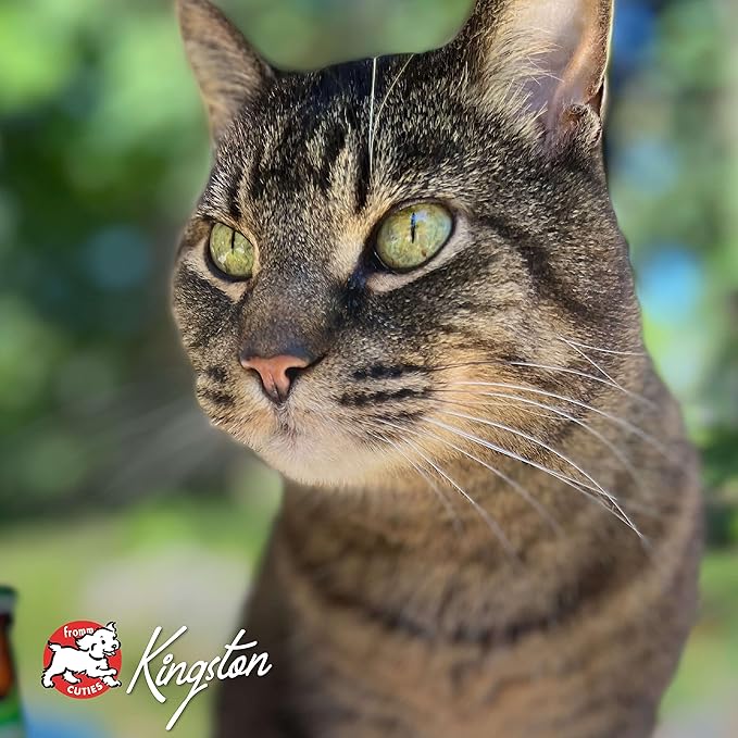 Fromm Four-Star Nutritionals Hasen Duckenpfeffer Cat Food - Premium Dry Cat Food - Rabbit Recipe - 10 lb