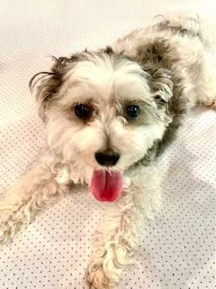 ProMagnet Magnetic Therapy Pet Pad (Medium) Washable, Removable Cover. Made in The USA for Over 28 Years
