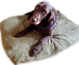 ProMagnet Magnetic Therapy Pet Pad (Medium) Washable, Removable Cover. Made in The USA for Over 28 Years