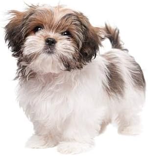 Luxury Designer Dog T Shirt – Trendy Puppy Clothes for Small Dogs, Fashion Pet Tee for French Bulldogs & Chihuahuas, Everything Chic Dog Apparel