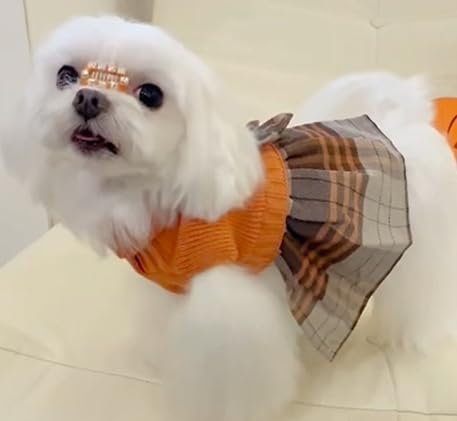 Lanyarco Orange Knitted Thanksgiving Fall Dog Sweater Dress, Plaid Girl Dog Clothes Winter for Small Dogs, Terrier Doggy Pet Apparel, Medium (M)