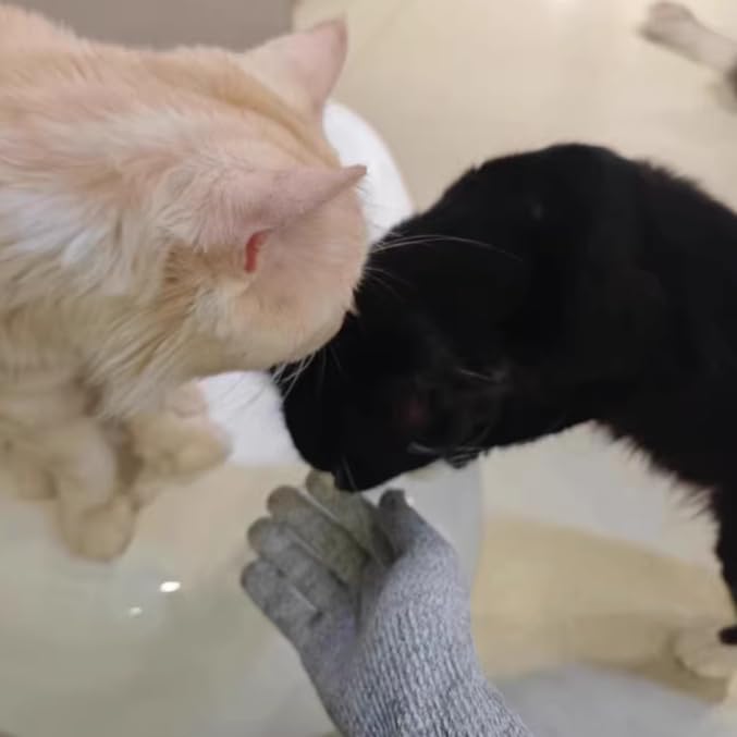 Flexible Pet Handling Sleeves Cat Shower Gloves, Cat Grooming Arm Sleeves, Anti-Scratch & Bite Resistant Protective Sleeves for Cats Puppy Birds (45CM/17.7")