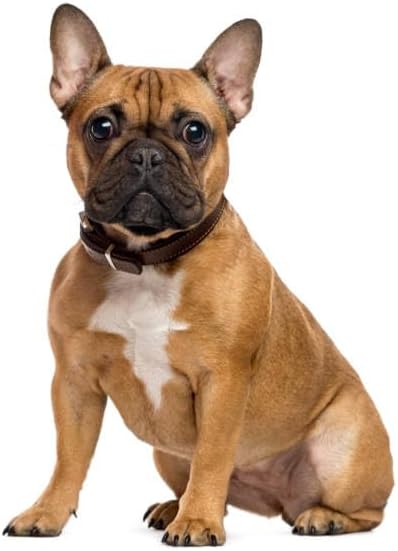 Luxury Designer Dog T Shirt – Trendy Puppy Clothes for Small Dogs, Fashion Pet Tee for French Bulldogs & Chihuahuas, Everything Chic Dog Apparel