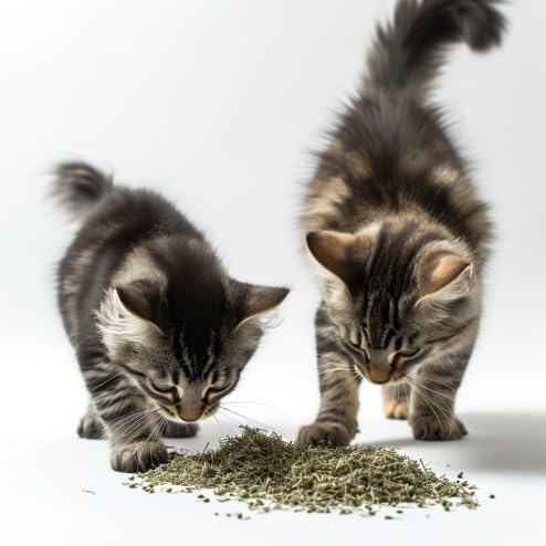 munchiecat Organic Catnip Refill - USDA Certified Premium Catnip in Eco-Friendly Paper Pouch, Natural & Chemical-Free (Eco Refill)