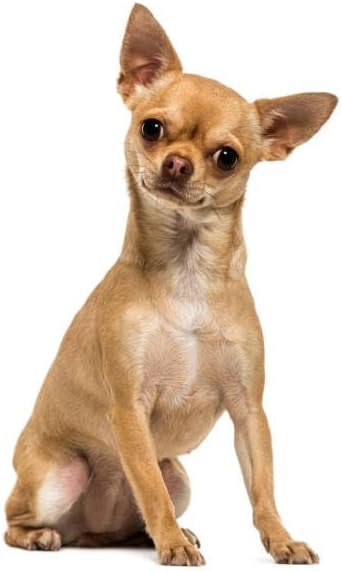 Luxury Designer Dog T Shirt – Cute Puppy Clothes for Small Dogs, Fashion Pet Tee Outfit for French Bulldogs & Chihuahuas, Everything Chic Dog Apparel