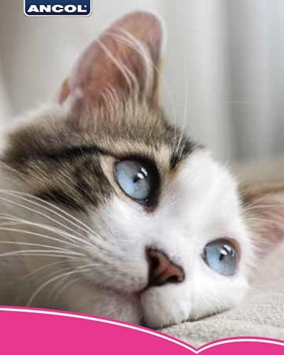 Ancol Gloss Reflective Cat Collar with Safety Buckle Blue