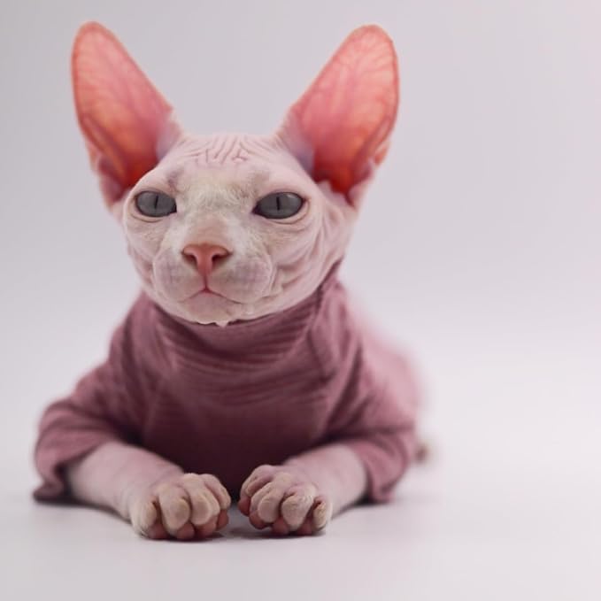 Hairless Cat Clothes, Warm and Soft, Autumn and Winter, Four-Legged Hoodie for Sphynx Cats,Devon Rex Cats, Cornish Cats (Black, X-Large)