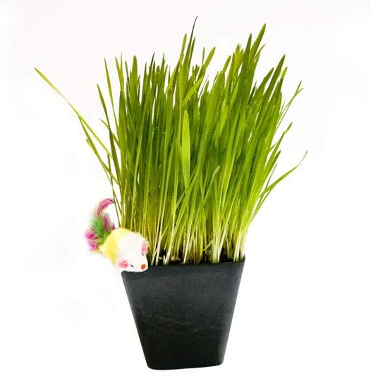 Thunder Acres Cat Grass Blend - Wheat, Barley, Oats, and Rye Seed Mix - Non-GMO - Certified Organic - Bonus CAT Toy (1 LB)