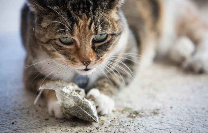 Catnip Blend - Non-Addictive Catnip Treats for Enhanced Playfulness. North American Crafted, 100% Natural. Ideal for Complementing Catnip Toys, Catnip Spray, and Cat Accessories (1 Cup)