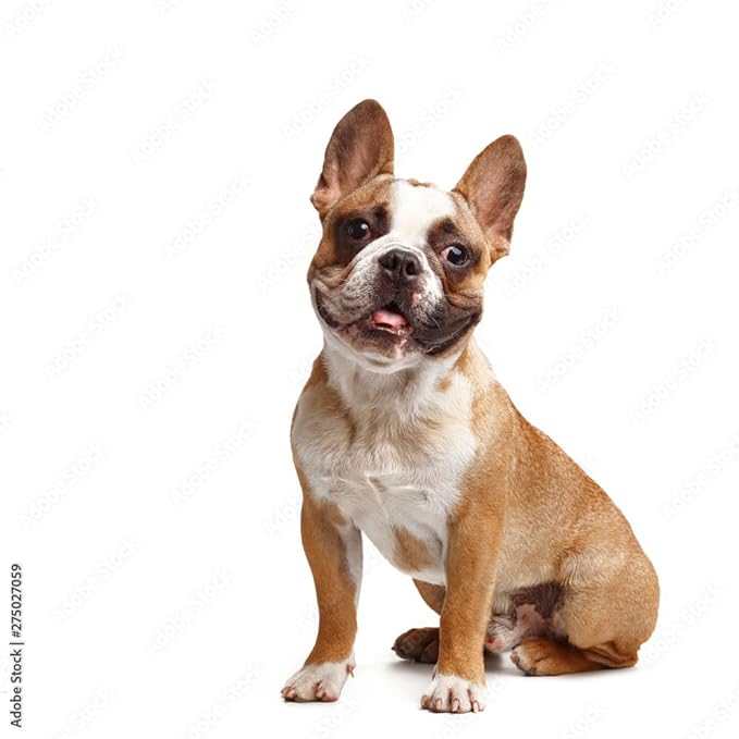 Luxury Designer Dog T Shirt – Cute Puppy Clothes for Small Dogs, Fashion Pet Tee Outfit for French Bulldogs & Chihuahuas, Everything Chic Dog Apparel