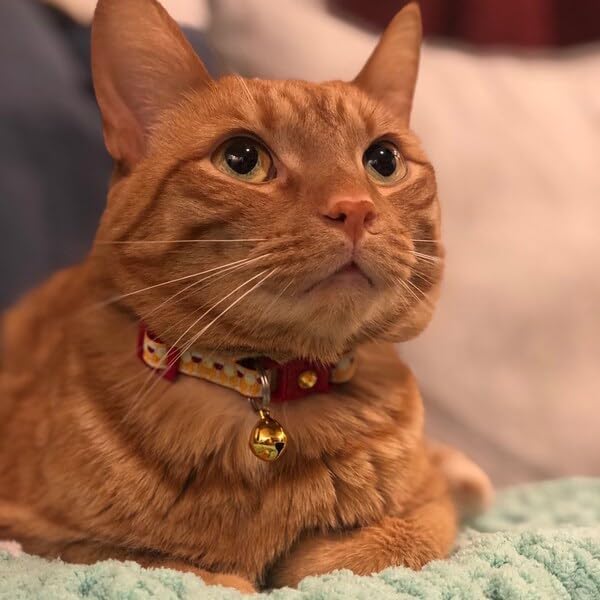 Wine Cat Collar with Bell | Safety Breakaway | Adjustable Large Size or Kitten Collar (Large(10lbs & Up), Gold)