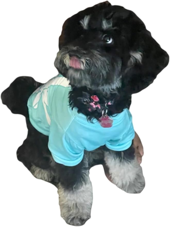 Luxury Designer Dog T Shirt – Cute Puppy Clothes for Small Dogs, Fashion Pet Tee Outfit for French Bulldogs & Chihuahuas, Everything Chic Dog Apparel