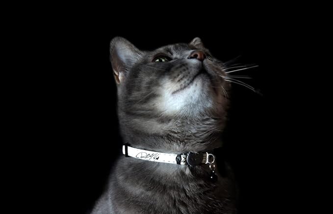 Rogz Glow in the Dark Reflective Cat Collar with Breakaway Clip and Removable Bell, fully adjustable to fit most breeds, Blue Floral Cat Design