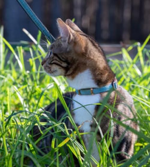 Rogz Urban Cat Safety Collar Small/Medium - Dove Gray