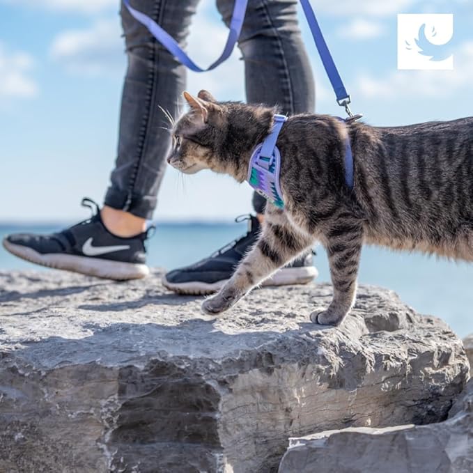 RC Pets Adventure Kitty Cat Harness | Adjustable Airmesh Vest with D-Ring and 6ft Leash for Walking and Travel | Teal, Small