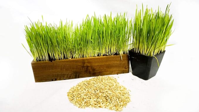 Thunder Acres Cat Grass Blend - Wheat, Barley, Oats, and Rye Seed Mix - Non-GMO - Certified Organic - Bonus CAT Toy (1 LB)