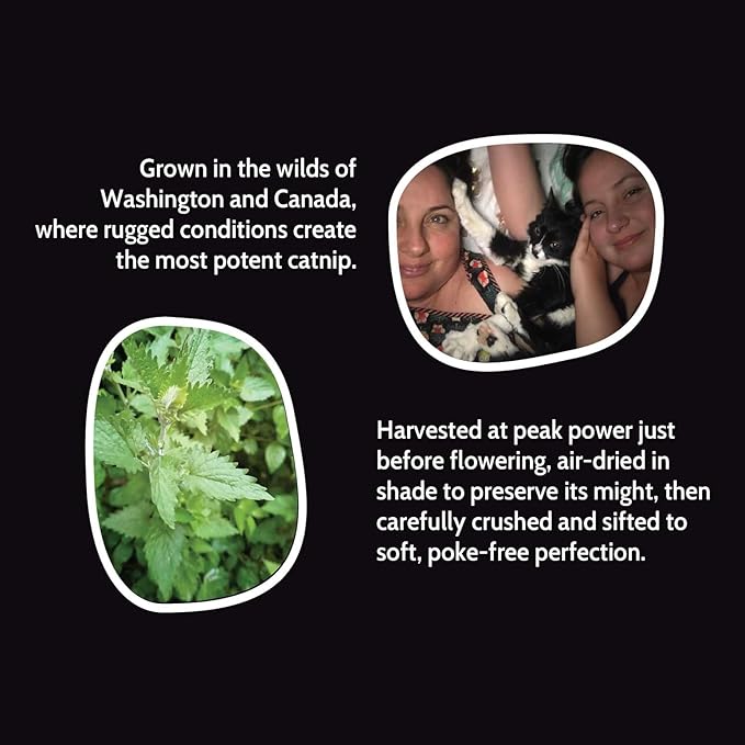 Fiend Three (3 Count) Catnip Safety-Cut 100% Pure Potent Fine Cat Nip for Cats & Kittens – Bulk Refill Rescue Pack 1⅛ Cup (38g) – Ultra Potent, North American – Go Ahead, Create a Monster!