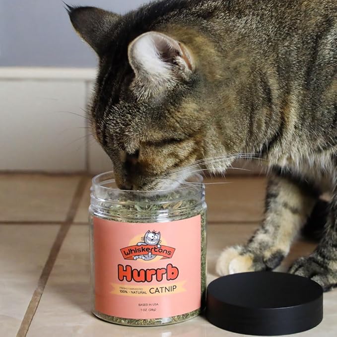 Whiskertons Hurrb Catnip for Cats & Kittens, 100% Natural & Safe Catnip Treats Used for Refillable Catnip Toys & Accessories, 1 Ounce