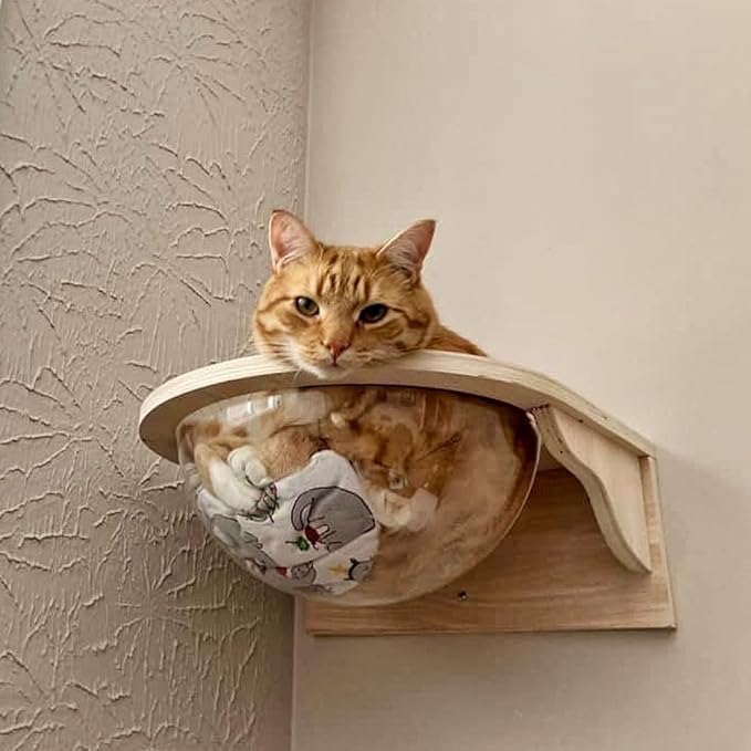 Cat Wall Shelves Wood for Large Cats,Wall Bubble House, Cat Wall Beds Furniture for Indoor Perch Transparent Capsule Bed Cat Steps-XL