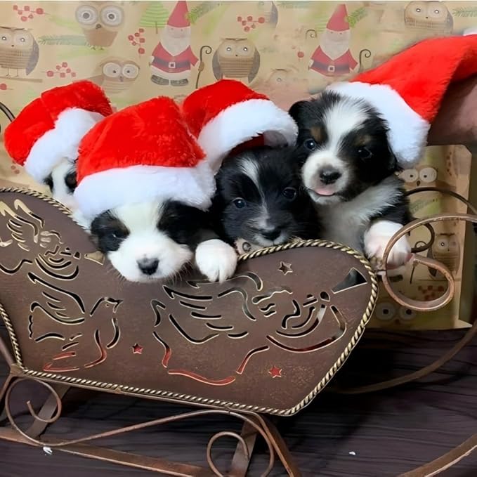 Adjustable Pet Santa Hat for Dogs Cats, Christmas Costume Hat for Puppy Kitten Holiday Party