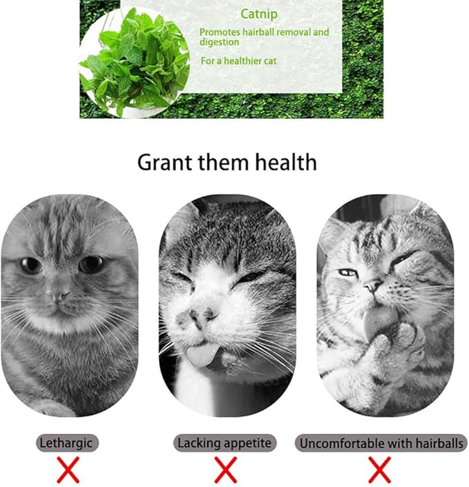 Premium Natural Catnip for Cats, Fun Feline Playtime Treat (50ML)