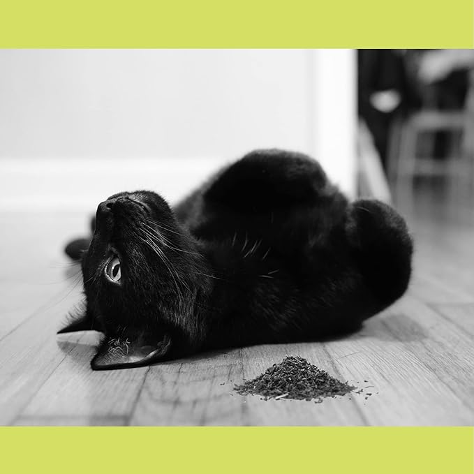 Premium Catnip Fine Cut – 8 oz | Extra-Fine Tea Bag Cut Catnip for Cats | Strong Scent for Play, Toys & Catnip Refresh | Fresh, Potent & Resealable