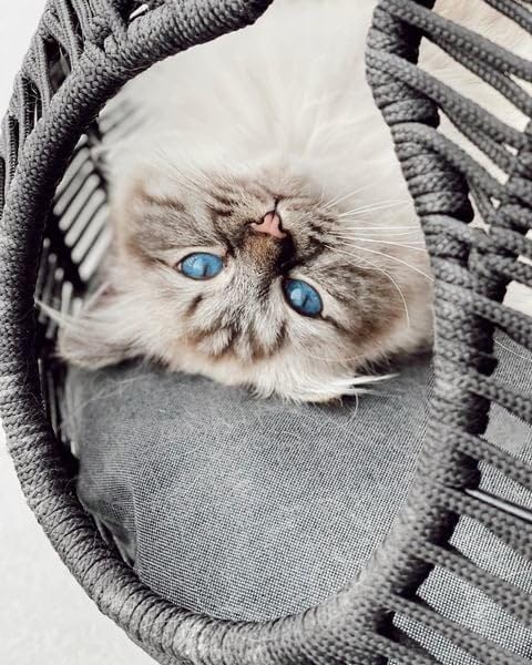 Wholesale 100 Pcs Premium Handcrafted Cat Bed - Cozy Comfort and Customizable Elegance