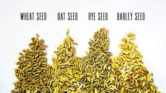 Thunder Acres Cat Grass Blend - Wheat, Barley, Oats, and Rye Seed Mix - Non-GMO - Certified Organic - Bonus CAT Toy (1 oz)