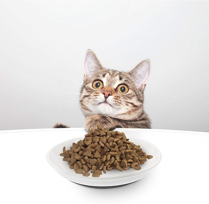 3pcs Shallow Small Cat Food Bowls with Nonslip Black Silicone Bottom Round Ceramic Cat Feeder Dishes for Safe Indoor Feeding and Watering