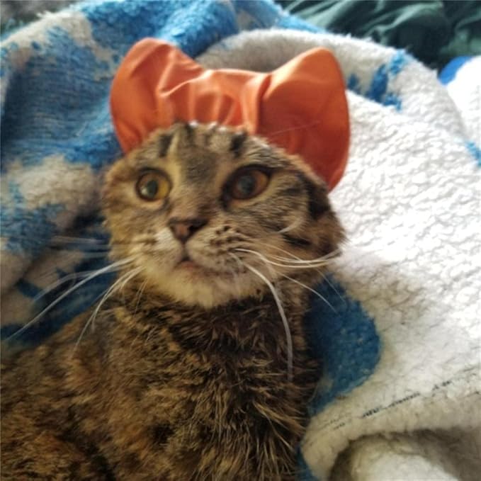 Pink Cat Shower Caps, Cat Shower Cap Shower and Bath Supplies Pet Bath Accessories Prevent Water in Pet Ears Headgear Waterproof, Bathing for Dog Bonnet Apparel and Accessories