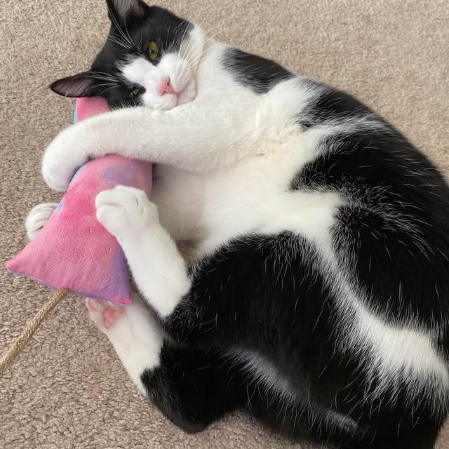 Meowy Janes Tough Canvas Cat Kicker Toy, Stuffed with 100% Catnip (1/4 LB), Original, Super Potent Canadian Catnip! | All Natural Large Size 10" Kitty Kicker (Bees in The Field)