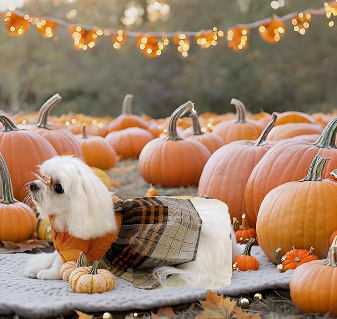 Lanyarco Orange Knitted Thanksgiving Fall Dog Sweater Dress, Plaid Girl Dog Clothes Winter for Small Dogs, Terrier Doggy Pet Apparel, Medium (M)