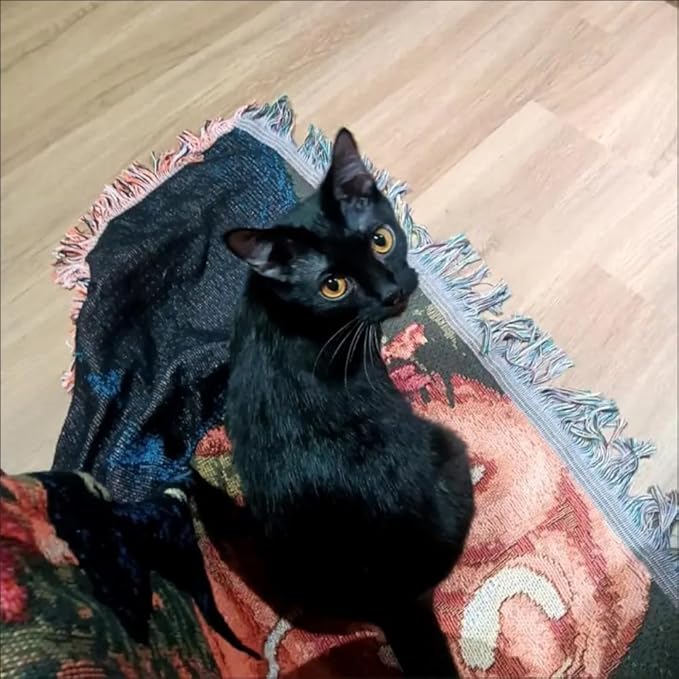 Halloween Blanket Black Cat Pumpkin Fall Couch Covers -Pet Blankets,Halloween Throw Blankets for Knitted Cat Lover Gift