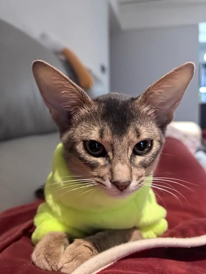 Sphynx Cat Clothes Winter Turtleneck Soft Coral Fleece Cat Clothes Thicken Warm Pajamas Coat for Hairless Cats and Small Cat Apparel with Sleeves (Fluorescent Green, XXL（12.7-16lbs）)