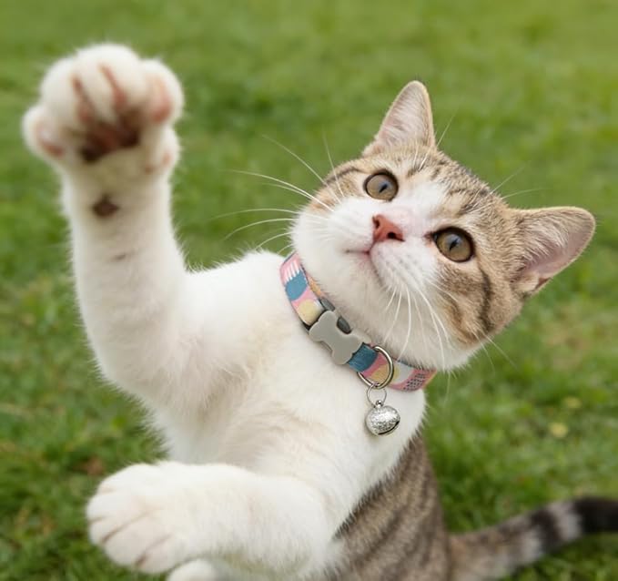 Cat Collar Set with Bell, Breakaway Nylon Kitten Collars, Safe Pet Accessories in Mixed Colors Adjustable 8-13 inches(4 pcs)