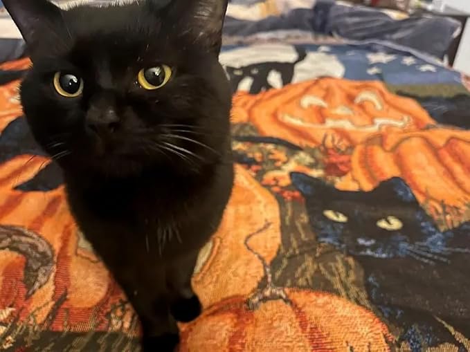 Halloween Blanket Black Cat Pumpkin Fall Couch Covers -Pet Blankets,Halloween Throw Blankets for Knitted Cat Lover Gift