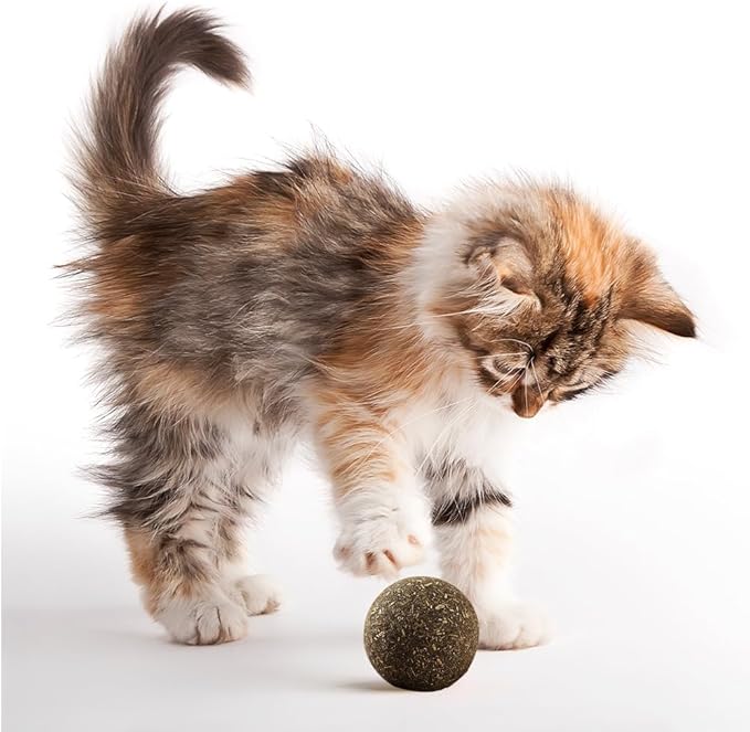 Natural Catnip Toys for Indoor Cats Interactive Cat Nip Balls, 5Pcs, 2 Catnip, 2 Silvervine, and 1 Gall Fruit Ball