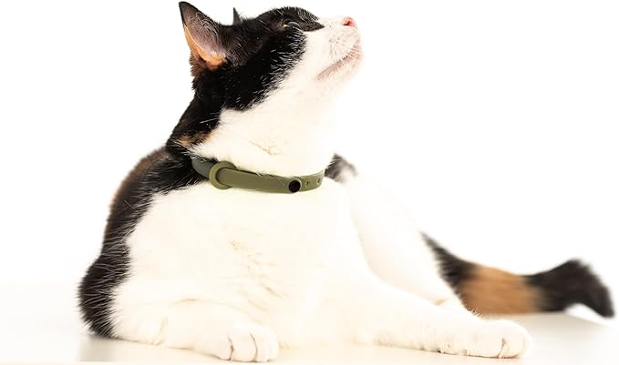 2 Pack Breakaway Cat Collar - Soft, Comfortable, and Lightweight Safety Buckle Collar with Name Tag Ring for Outdoor Cats and Sensitive Skin Kittens by Nuvuq (6 ⅞" to 10 ¼") (Orange and Green)