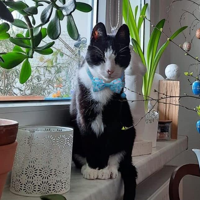BoomBone Easter Cat Bow Tie Collar Adjustable Breakaway Collar with Bells, Spring Bowtie Kitten Collar