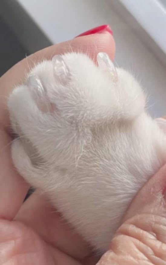 100pcs Cat Nail Caps Clear Cat Claw Covers Kitten Nail Caps with Adhesives and Applicators (M Clear)