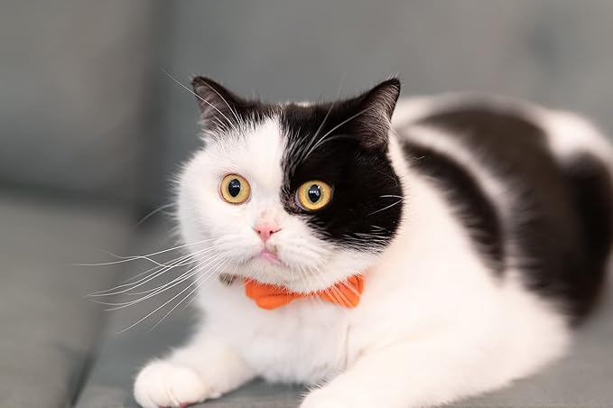 Cat Collar with Bow Tie Bell Breakaway Kitten Small Pet Safety Solid Wedding Basic Pure Color Suede Soft Adjustable [1pc] Pink