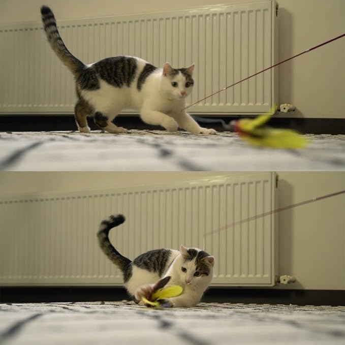 MeoHui 11PCS Cat Feather Toys Refills, 10PCS Feathers and 1PC String, Interactive Cat Wand Toy Replacement for Bored Indoor Adult Cats & Kittens